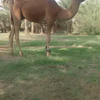 تعداد۵نفرشترمال داری بفروش میرسد