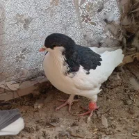 کبوتر دمگیر بدرنگ شیرازی|پرنده|شاهین‌شهر, نبوت|دیوار