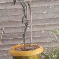 گلهای آپارتمانی زیبا بزرگ با گلدان|گل و گیاه طبیعی|گلبهار, شهر جدید گلبهار|دیوار