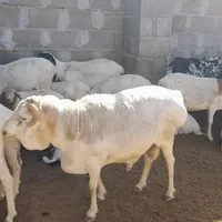 قوچ برشن چاق چاق|حیوانات مزرعه|بندر کنگان, |دیوار