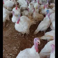 فروش ویژه بوقلمون گوشتی