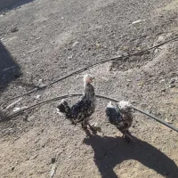 نیمچه پنچ ماهه سلطان|حیوانات مزرعه|زاویه, |دیوار