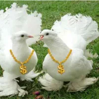 ازدواج|خدمات پذیرایی، مراسم|نیشابور, گنبد سبز|دیوار