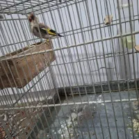 سهره کرمانی