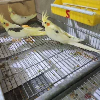 عروس هلندی دوکت|پرنده|بندرعباس, |دیوار