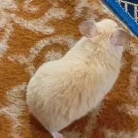 همستر خانگی