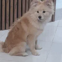 سگ پامر