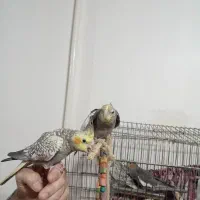 عروس هلندی دستی