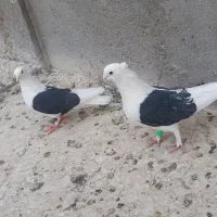 کبوتر فروشی