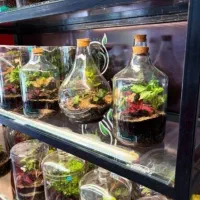 پلنتاریوم تراریوم و پالاداریوم و دکور اکواریوم