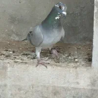 کبوتر قره پلاکی دوخط|پرنده|برازجان, |دیوار