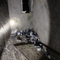 کبوتر پرشی 40عدد