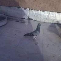 ماده طوقی ماده سبز پولکی پلاکی