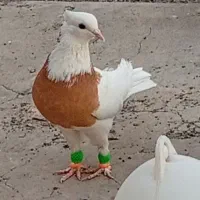 طوقی به شرط|پرنده|سبزوار, توحیدشهر|دیوار