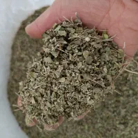 فروش آویشن برگ پهن