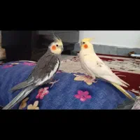 عروس هلندی