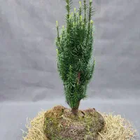 تخفیف ۴۰٪ تاکسوس لوله‌ای صخره‌ای، ارسال فوری|گل و گیاه طبیعی|تهران, صادقیه|دیوار
