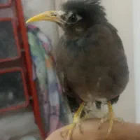 مرغ مینا|پرنده|قم, وادی السلام|دیوار