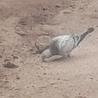 یک جفت کبوترمسافتی|پرنده|مینودشت, |دیوار