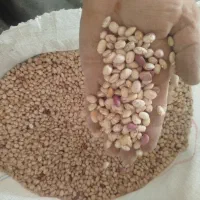 فروش لوبیا چیتی