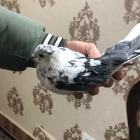 قره سوسکی مایا