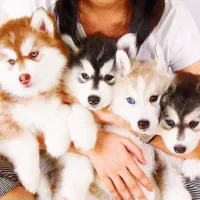 فروش. واگذاری