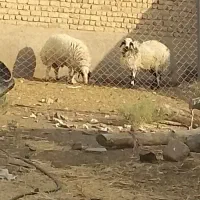 بره نر یک عدد باقی مانده