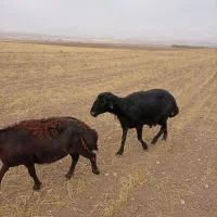 یک راس قوچ لخت سیم چهاردندان|حیوانات مزرعه|کوراییم, |دیوار