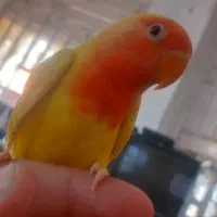 فروش برزیلی فول دسی بامزه