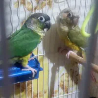 طوطی گرینچیک|پرنده|میان جلگه, |دیوار