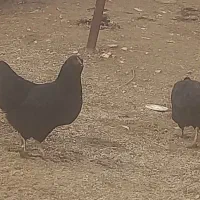 مرغ|حیوانات مزرعه|صائین قلعه, |دیوار