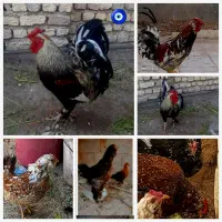 تخم مرغ نطفه دار گلین لری|حیوانات مزرعه|شهرکرد, |دیوار