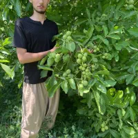 تولید درخت گردو خوشه ای|خدمات باغبانی و درختکاری|بندر گز, |دیوار