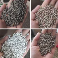 گندم ارزن محلی جو.|لوازم جانبی حیوانات|زرند, |دیوار