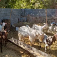 بز سانن|حیوانات مزرعه|مشهد, درزآب|دیوار