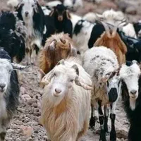 فروش تعدادی بز