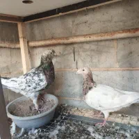 دو جفت هفت‌رنگ جوجه بده عالی|پرنده|تاکستان, |دیوار