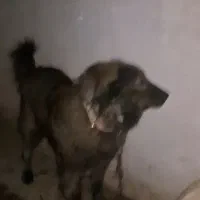 واگذاری سگ قدرجونی