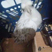 عروس هلندی ایزابلا|پرنده|آذرشهر, |دیوار