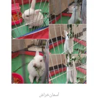خرگوش