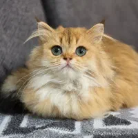 گلد ماده لانگ هیر ۵ ماهه