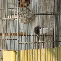 سره|پرنده|اصفهان, کلمان|دیوار