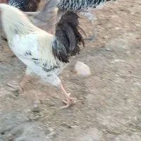 خروس|حیوانات مزرعه|بیرانوند, |دیوار