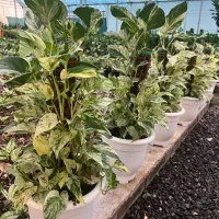 فروش و‌ ارسال عمده گل و‌گیاه به کل کشور