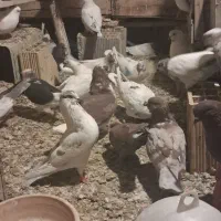 کبوتر پرشی گرو بندی ساعت بالا