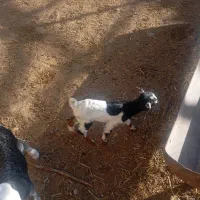 بز کهره|حیوانات مزرعه|مرودشت, بیست متری بیمارستان|دیوار