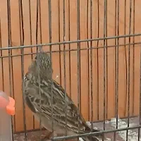 سهره خاکی|پرنده|محمدیه-قزوین, |دیوار