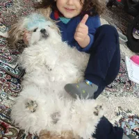 سگ شیتزو سوپر فلت وارداتی