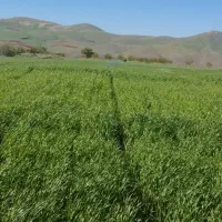 کاه گندم نرم تمیز