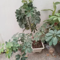 گل شفلرابزرگ